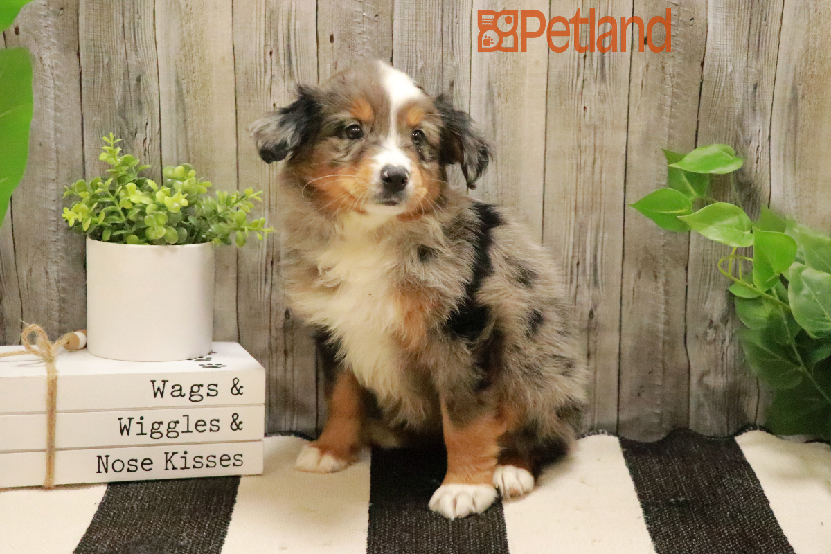 Puppies for Sale Petland Racine, Wisconsin