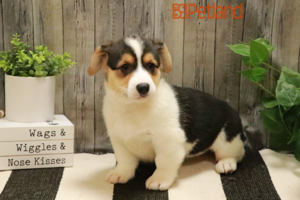 [#232481-04] Tri-Colored F Pembroke Welsh Corgi Puppies for Sale