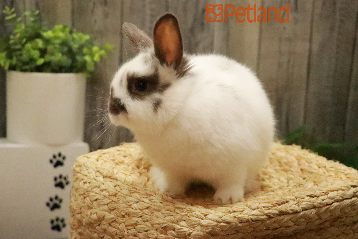 Netherland Dwarf-29231 Image #1