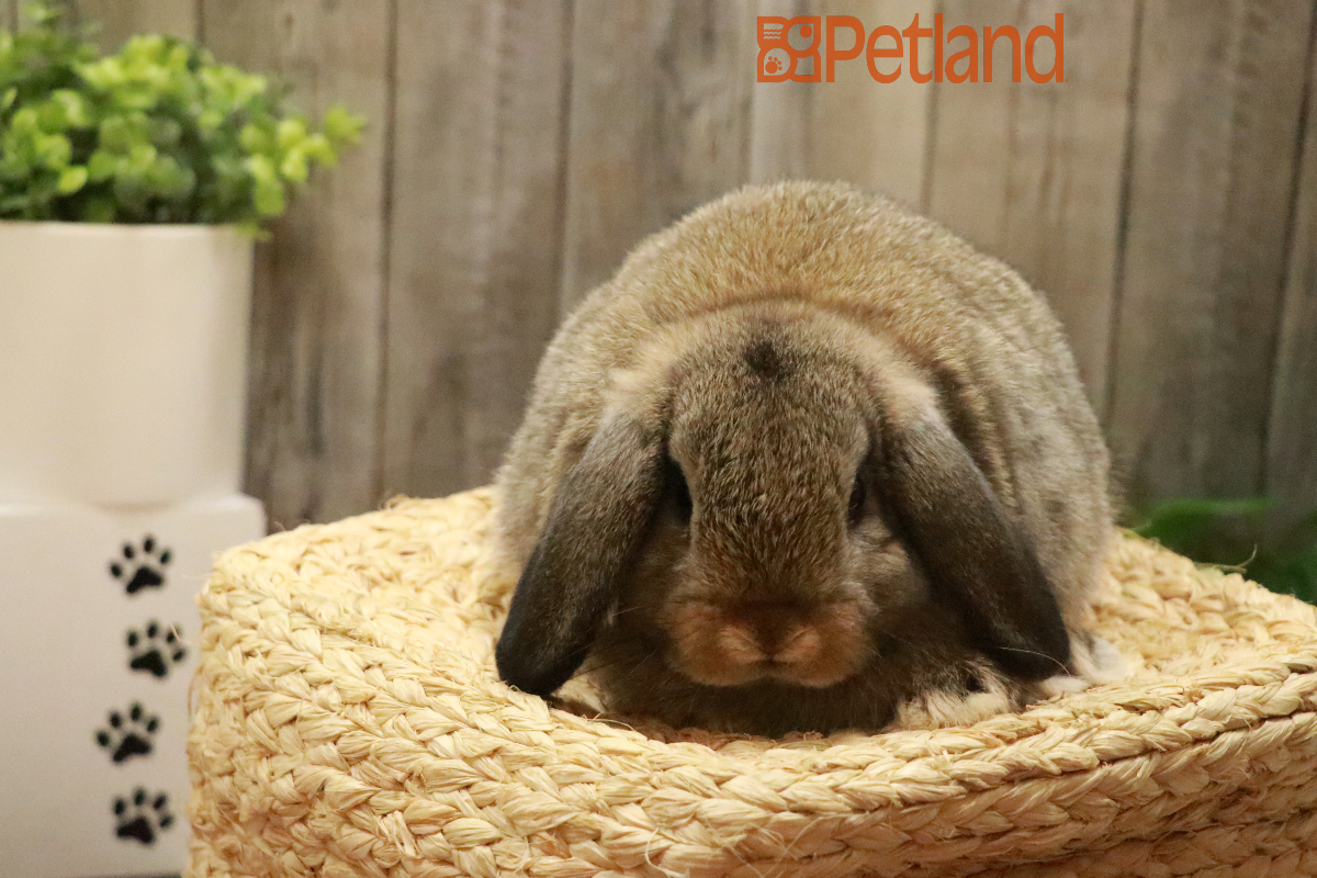 Holland Lop-29232 Image #1