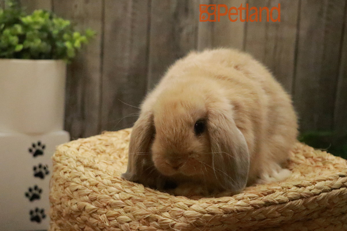 Holland Lop-29233 Image #1