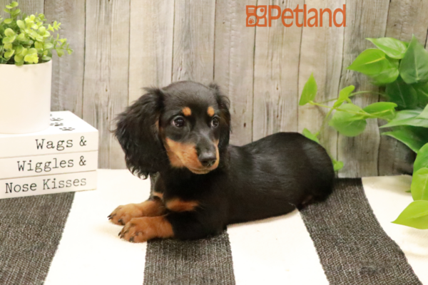 [#231180-04] Black / Tan F Dachshund Puppies for Sale