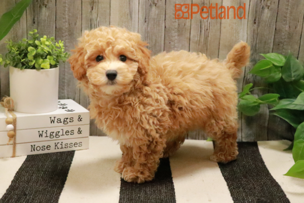 [#231256-01] Apricot M Bichapoo Puppies for Sale