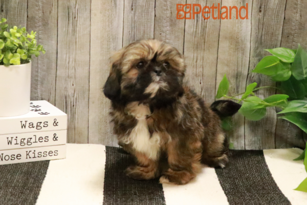 [#231423-01] Sable M Shih Tzu Puppies for Sale