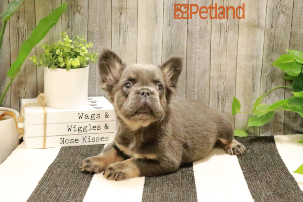 [#232300-02] Blue M French Bulldog Puppies for Sale
