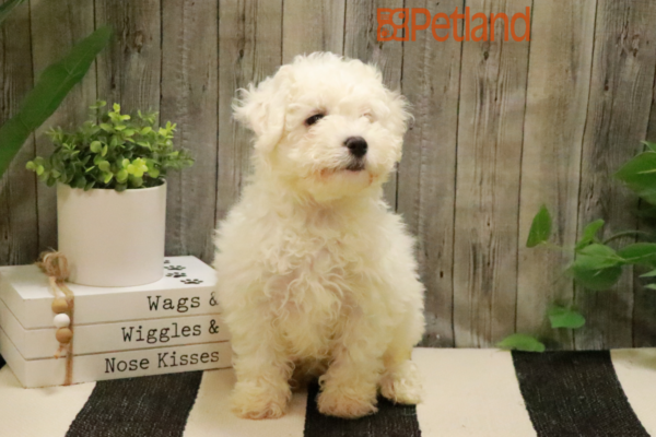 [#232345-02] White F Bichon Frise Puppies for Sale