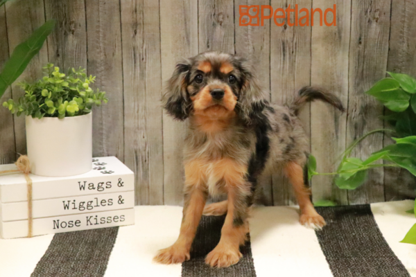 [#232373-02] Blue Merle / Tan F Cavalier King Charles Spaniel Puppies for Sale