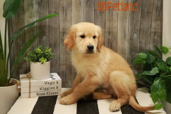 [#232419-04] Cream M Golden Retriever Puppies for Sale