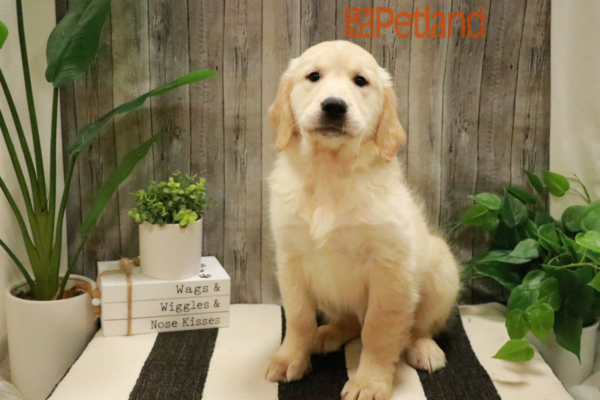 [#232419-05] Cream F Golden Retriever Puppies for Sale