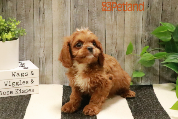 [#232463-02] Red / White M Poodle Mini/English Toy Spaniel Puppies for Sale