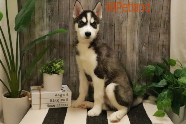 [#232520-02] Black / White M Siberian Husky Puppies for Sale