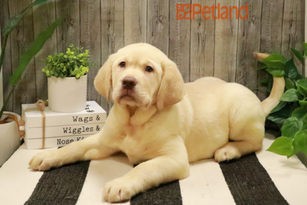 [#232649-01] Yellow M Labrador Retriever Puppies for Sale