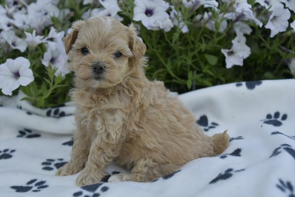 Maltipoo (M) 29273 Image #3