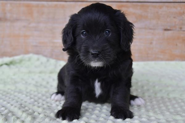 Goldendoodle Mini 2nd Gen (F) 29301 Image #2