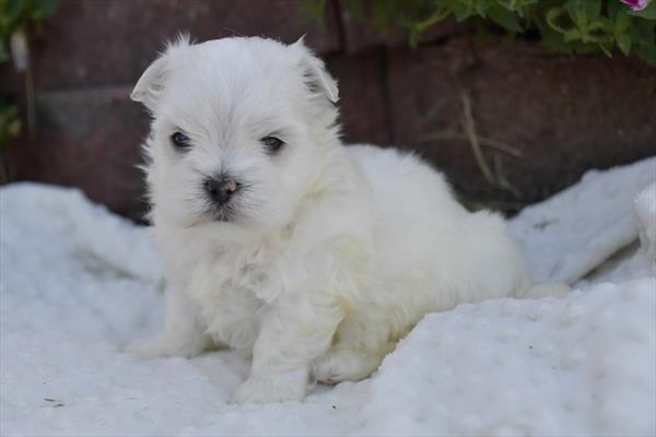 Maltese (M) 29386 Image #3