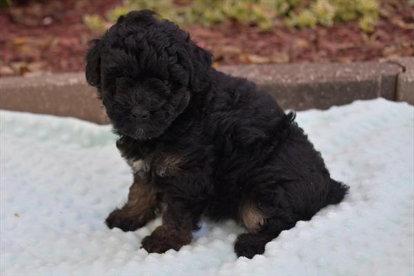 Poodle (F) 29326 Image #2