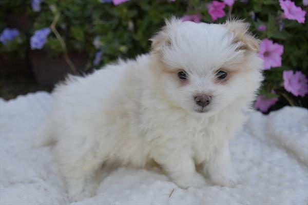 Pomeranian/Maltese (M) 29392 Image #3