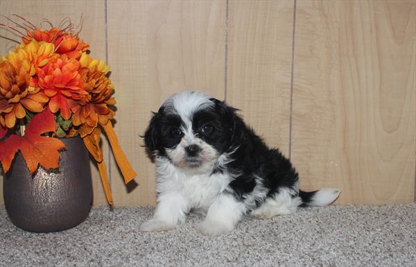 Havanese (F) 29393 Image #3