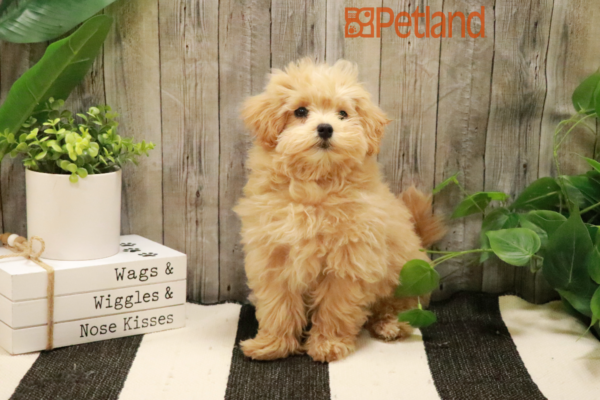 [#232249-01] Buff M Maltipoo Puppies for Sale