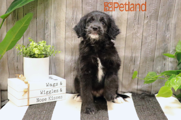 [#232534-03] Black F Goldendoodle Mini 2nd Gen Puppies for Sale