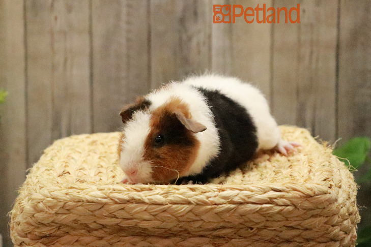 Teddy Guinea Pig-29331 Image #1