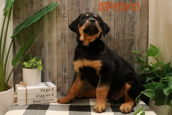 [#232787-03] Black / Tan M Rottweiler Puppies for Sale