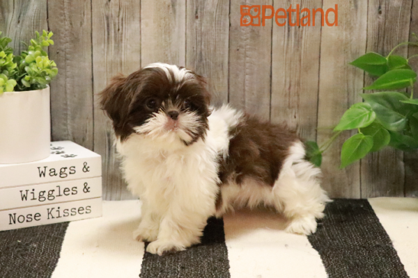 [#231450-03] Chocolate / White F Shih Tzu Puppies for Sale