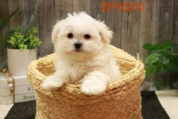 [#232741-01] White M Maltese Puppies for Sale