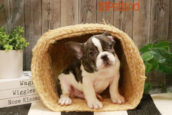 [#232807-03] Black Brindle M French Bulldog Puppies for Sale