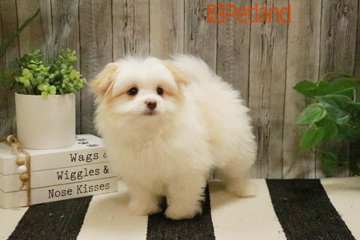 Pomeranian/Maltese (M) 29392 Image #1