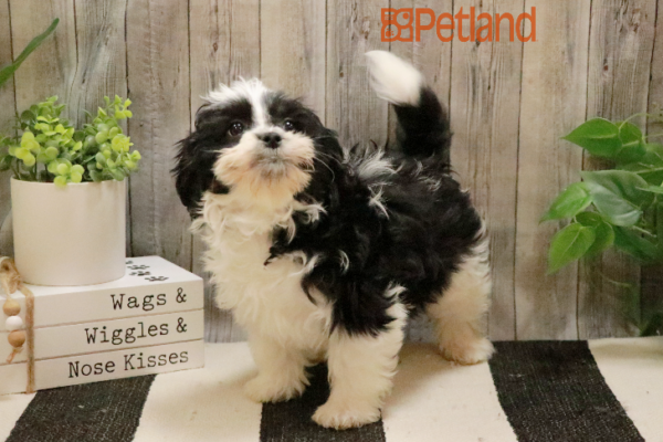 [#232902-02] Black / White F Havanese Puppies for Sale