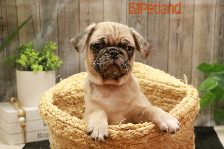 Pug (F) 29395 Image #1
