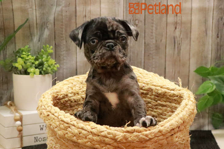 Pug (F) 29396 Image #1