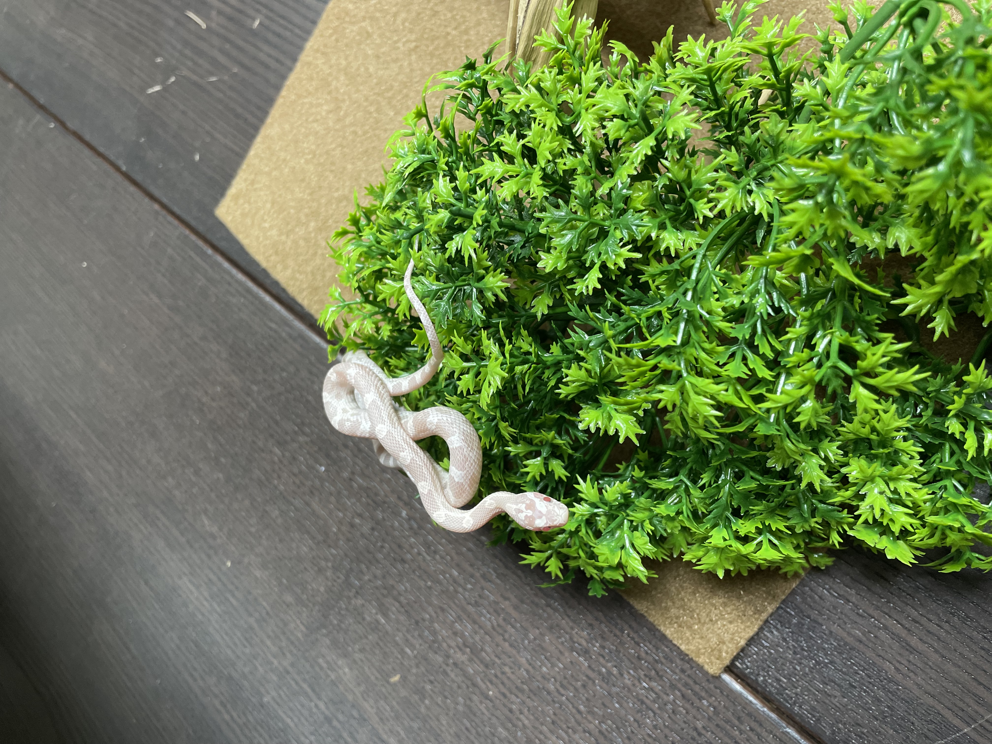 Snow Corn Snake-29362 Image #2