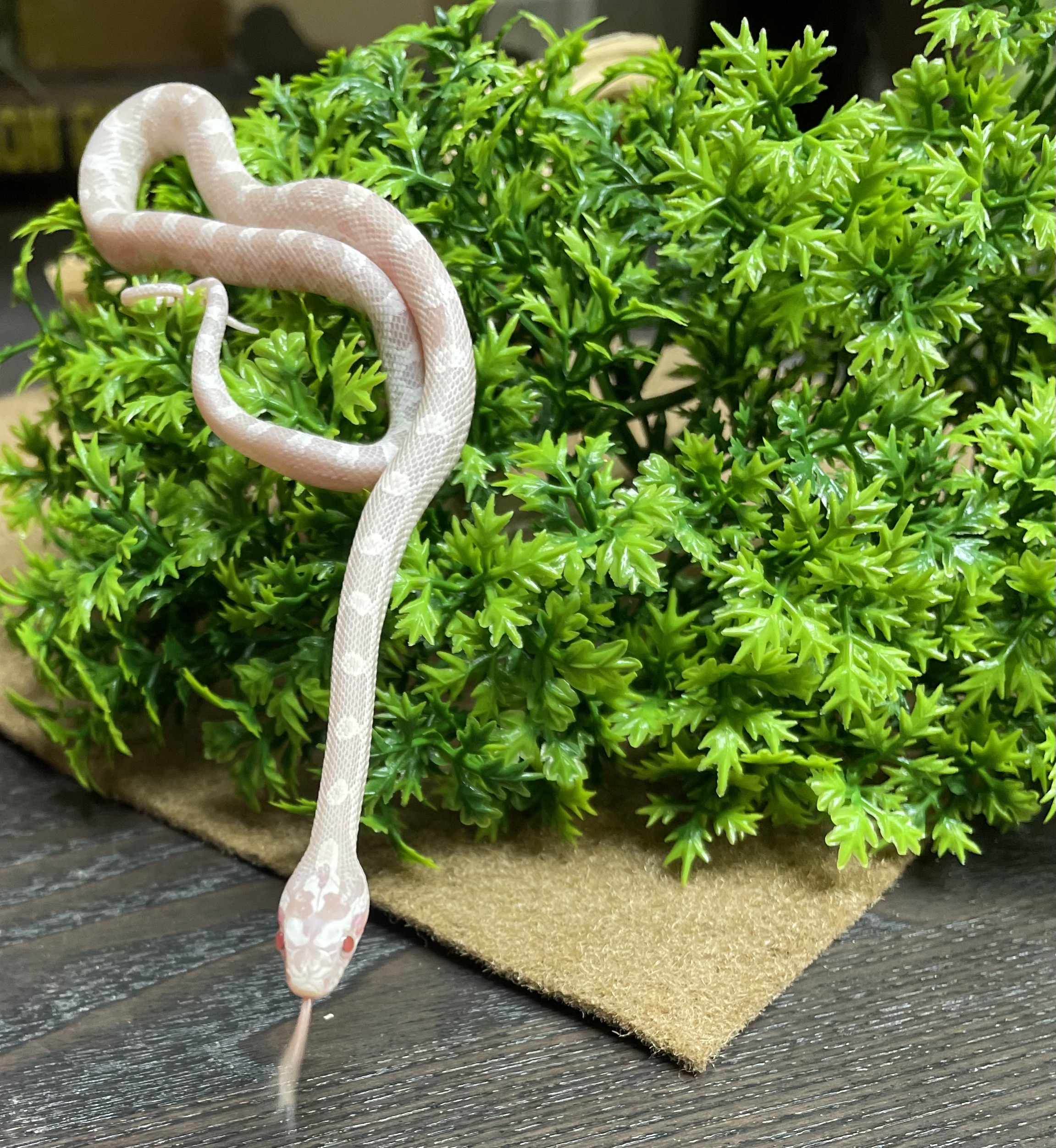 Snow Corn Snake-29362 Image #1