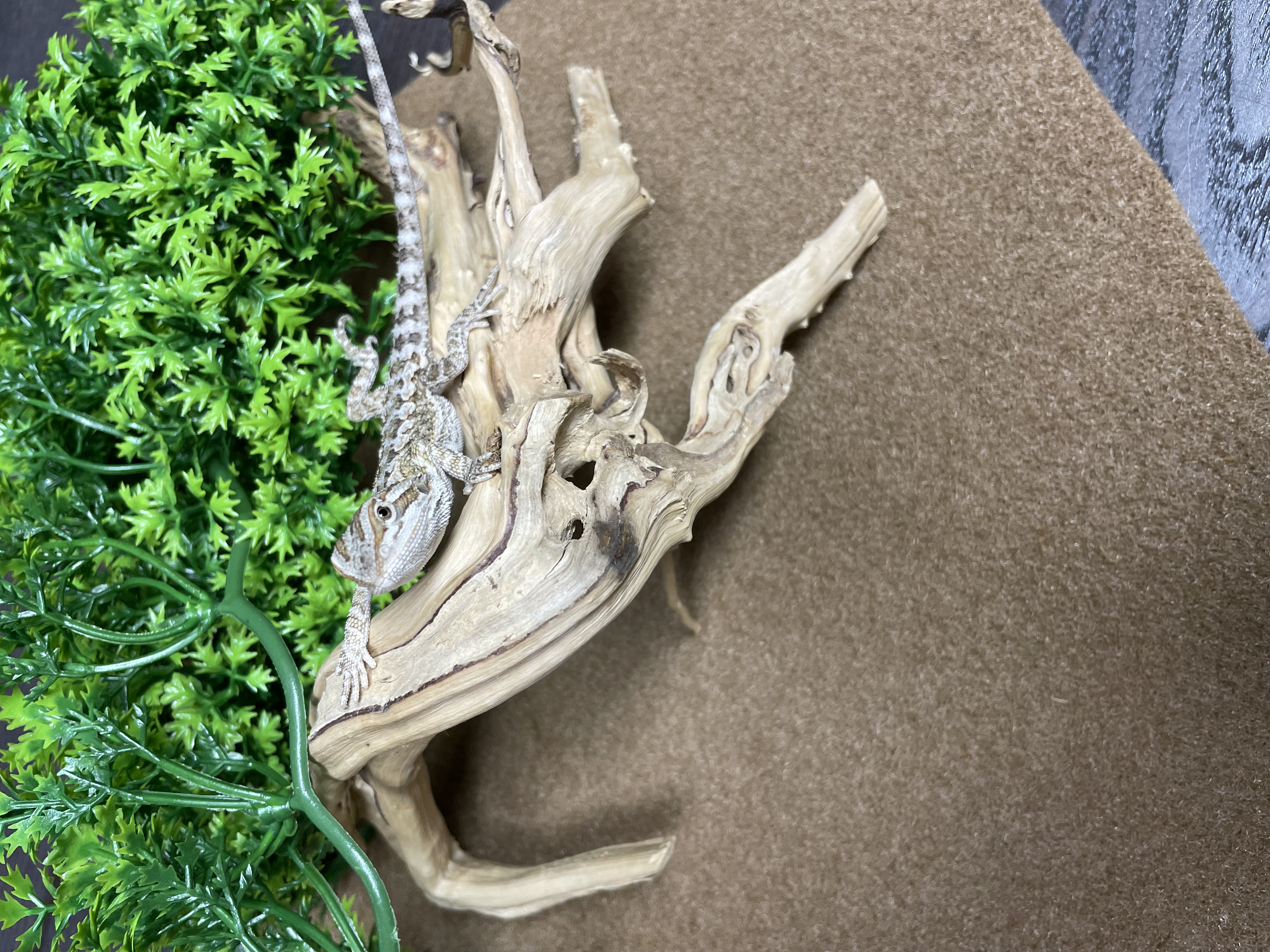 Bearded Dragon-29368 Image #1