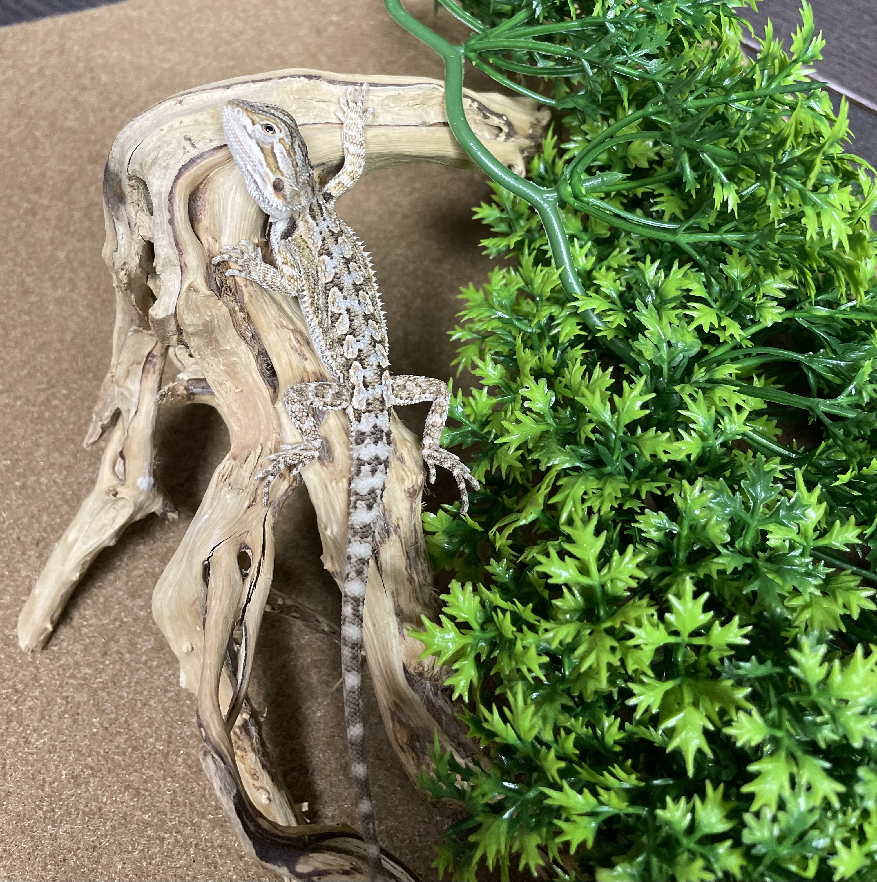 Bearded Dragon-29368 Image #2