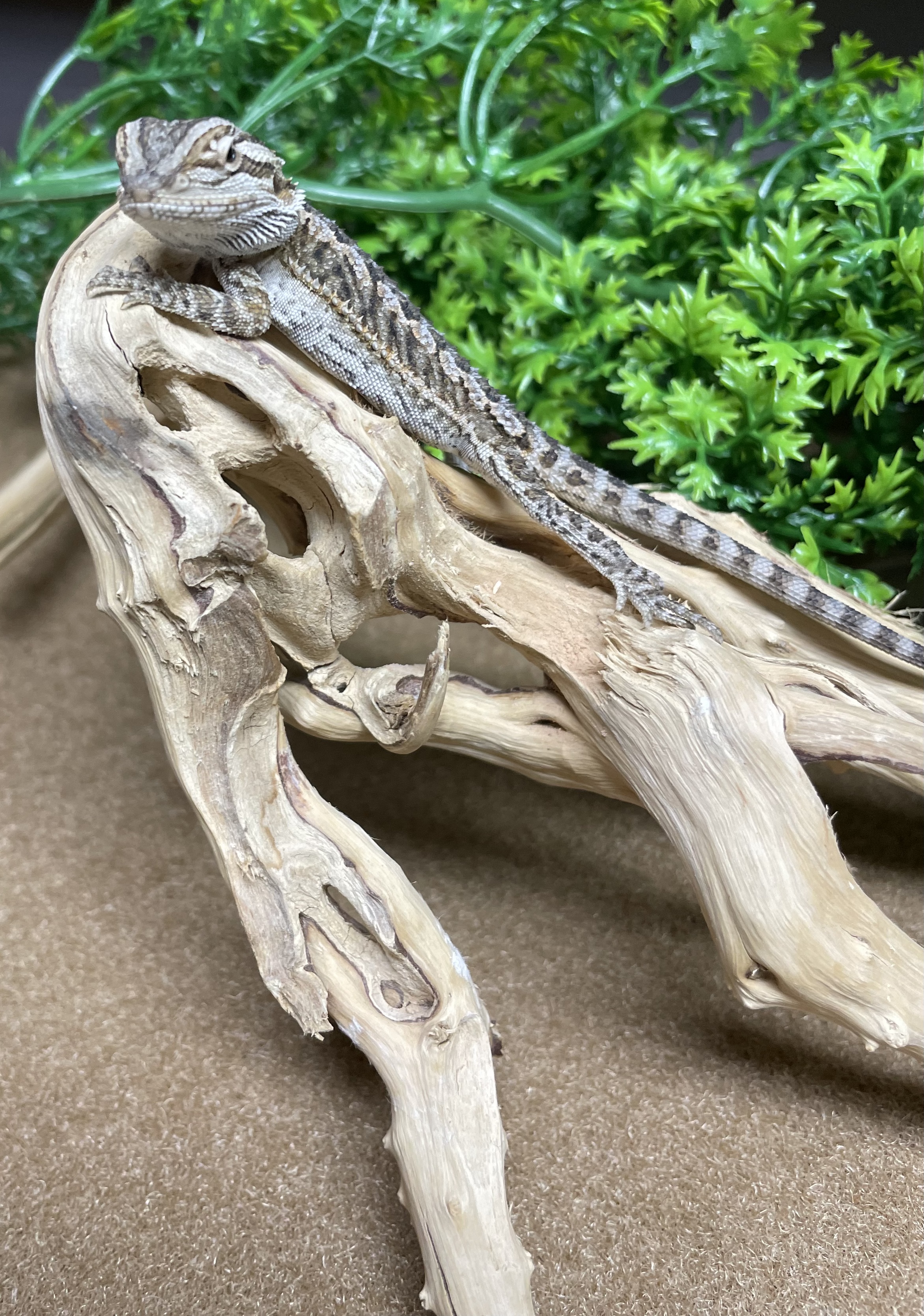Bearded Dragon-29364 Image #1