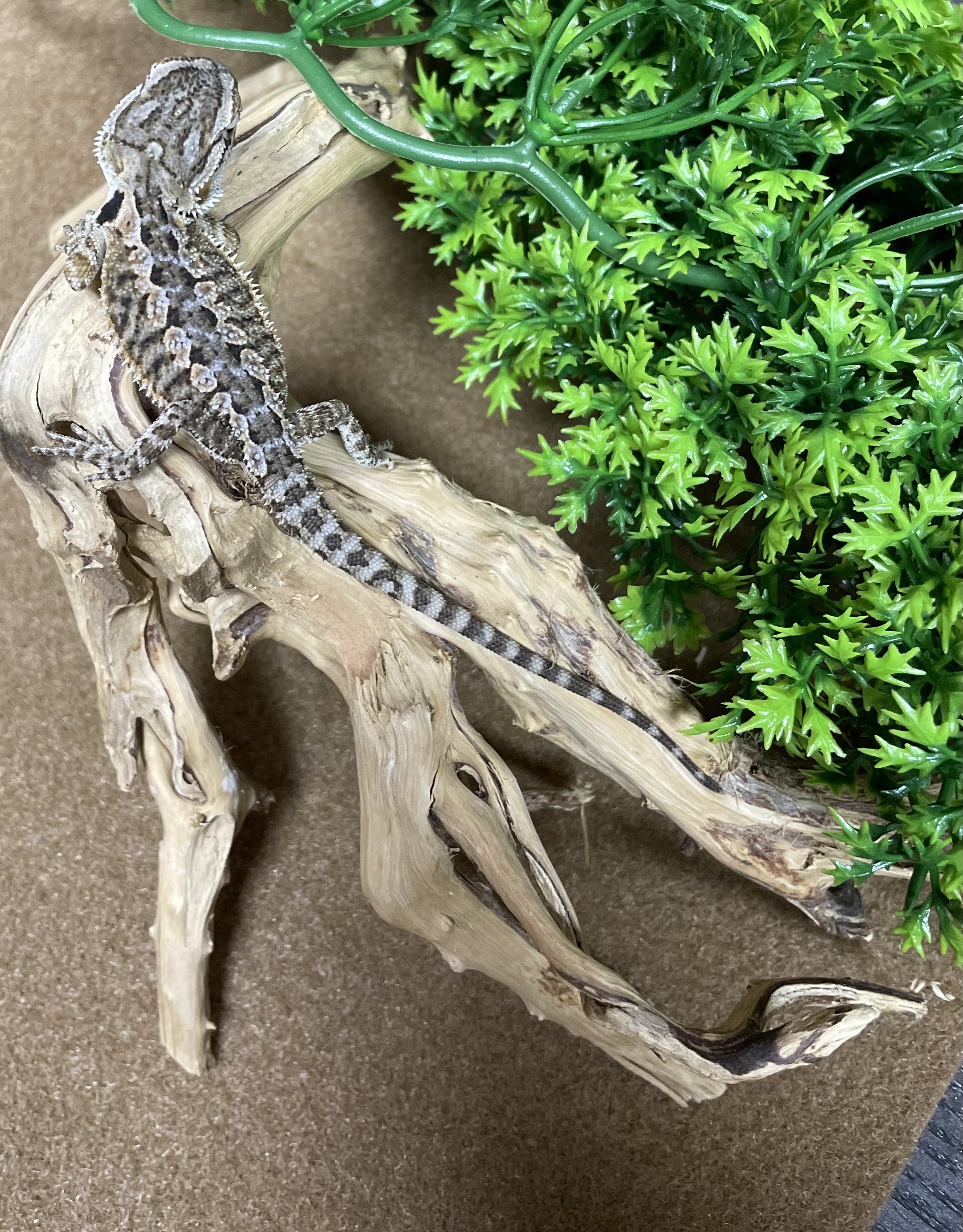 Bearded Dragon-29364 Image #2