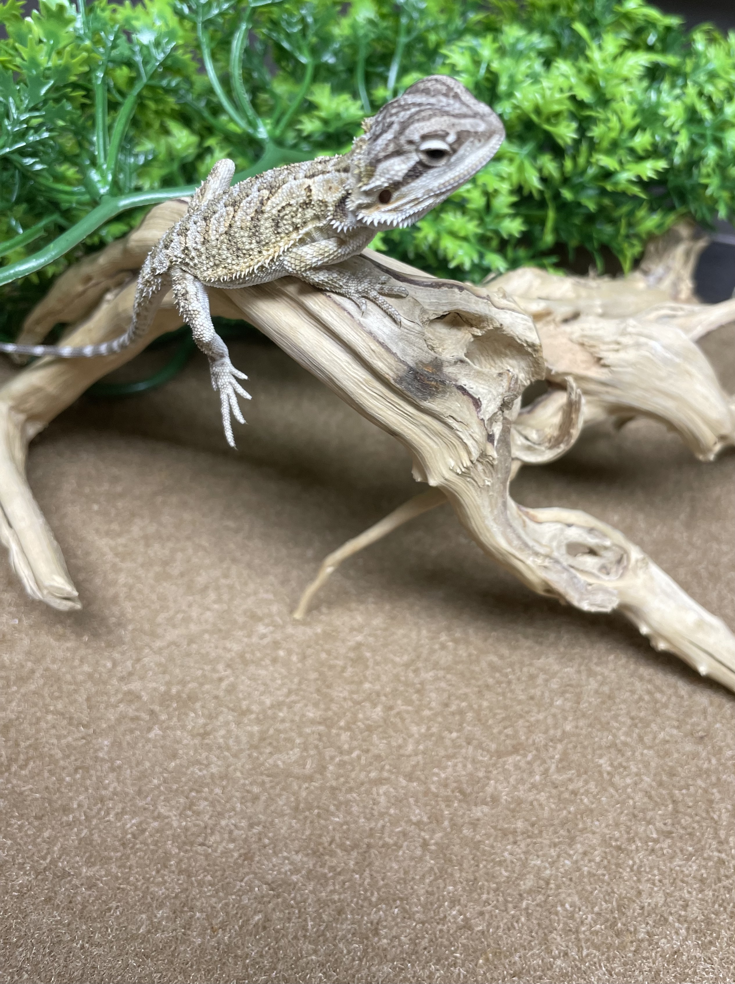 Bearded Dragon-29365 Image #1