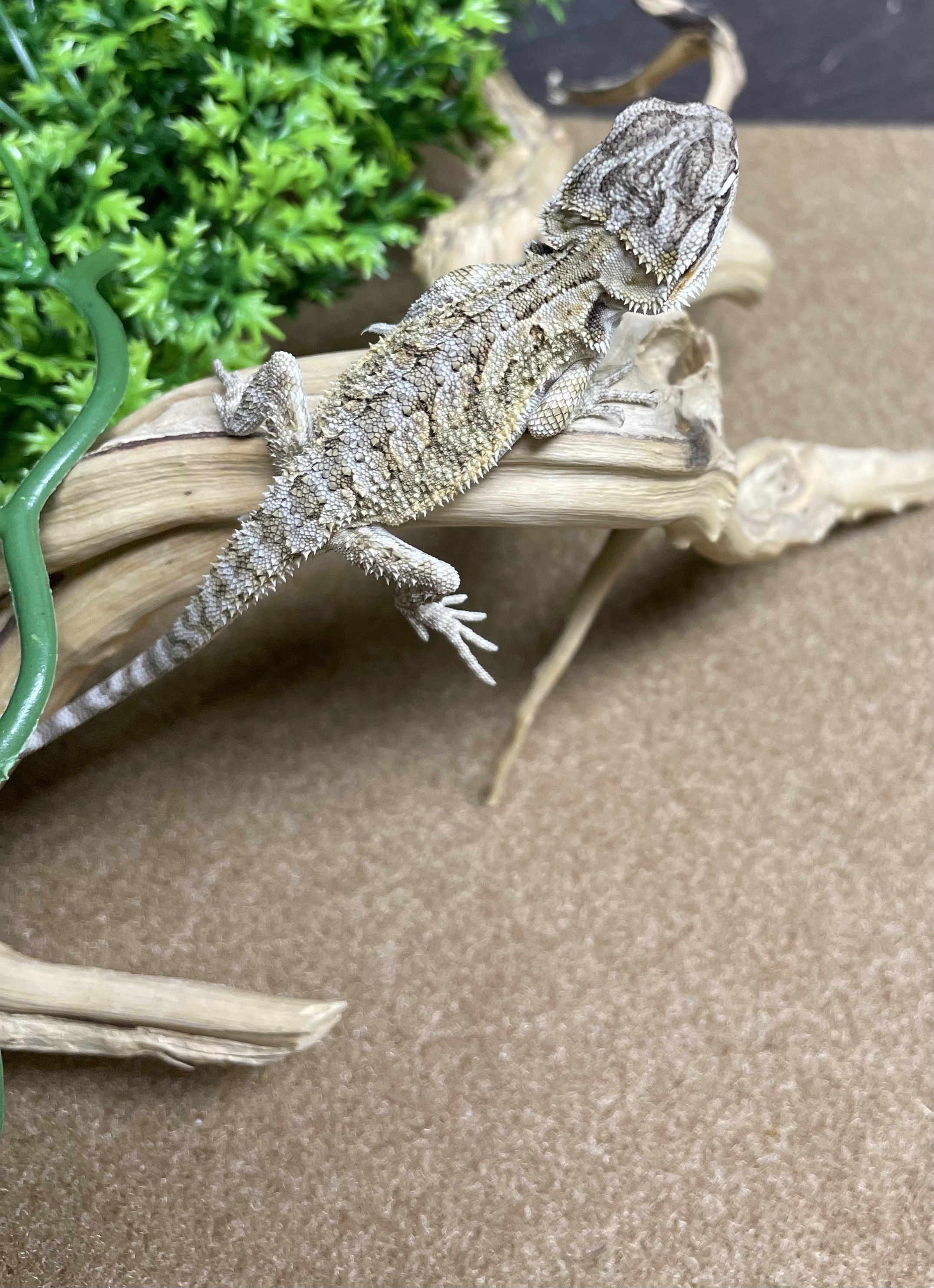 Bearded Dragon-29365 Image #2