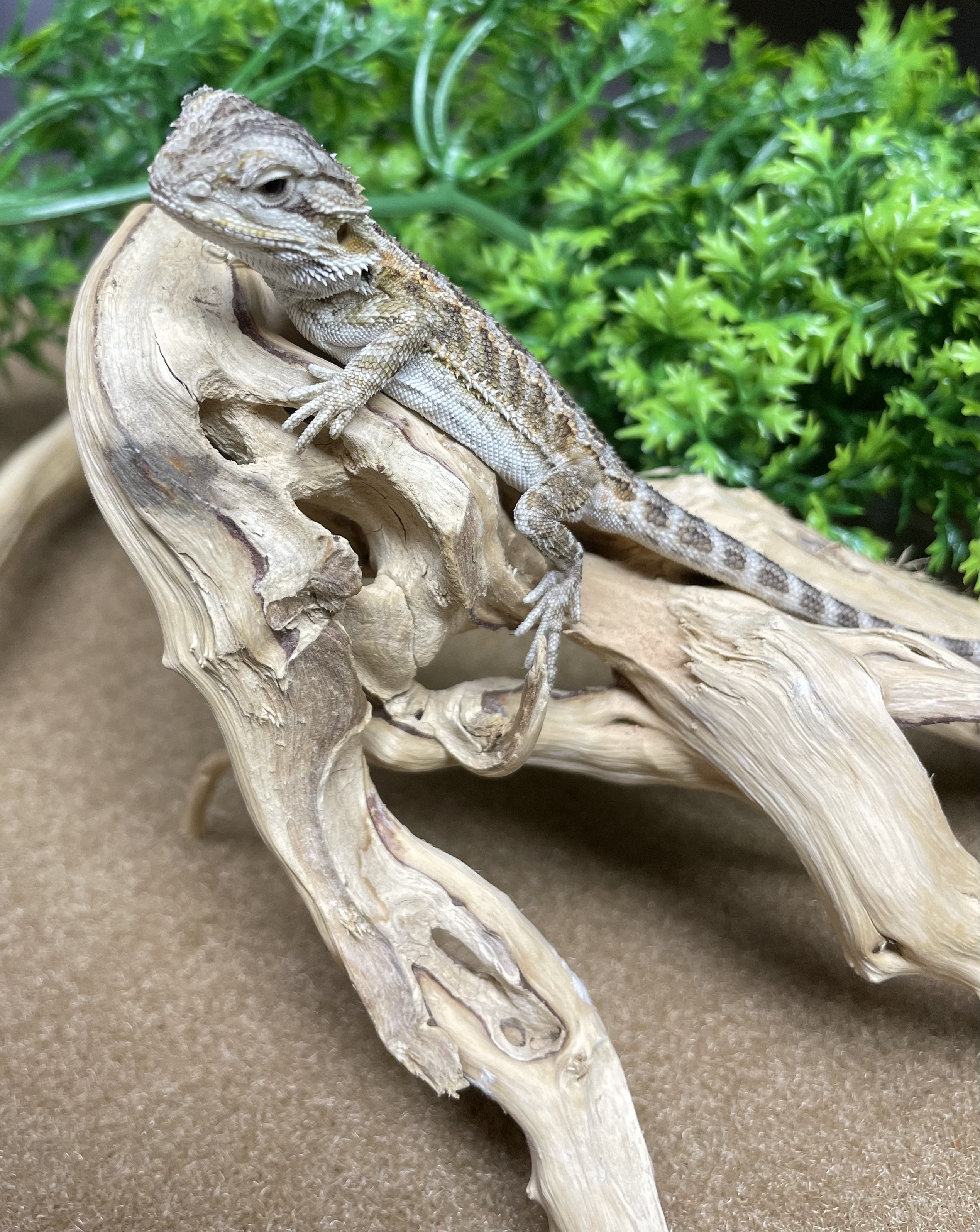 Bearded Dragon-29367 Image #1