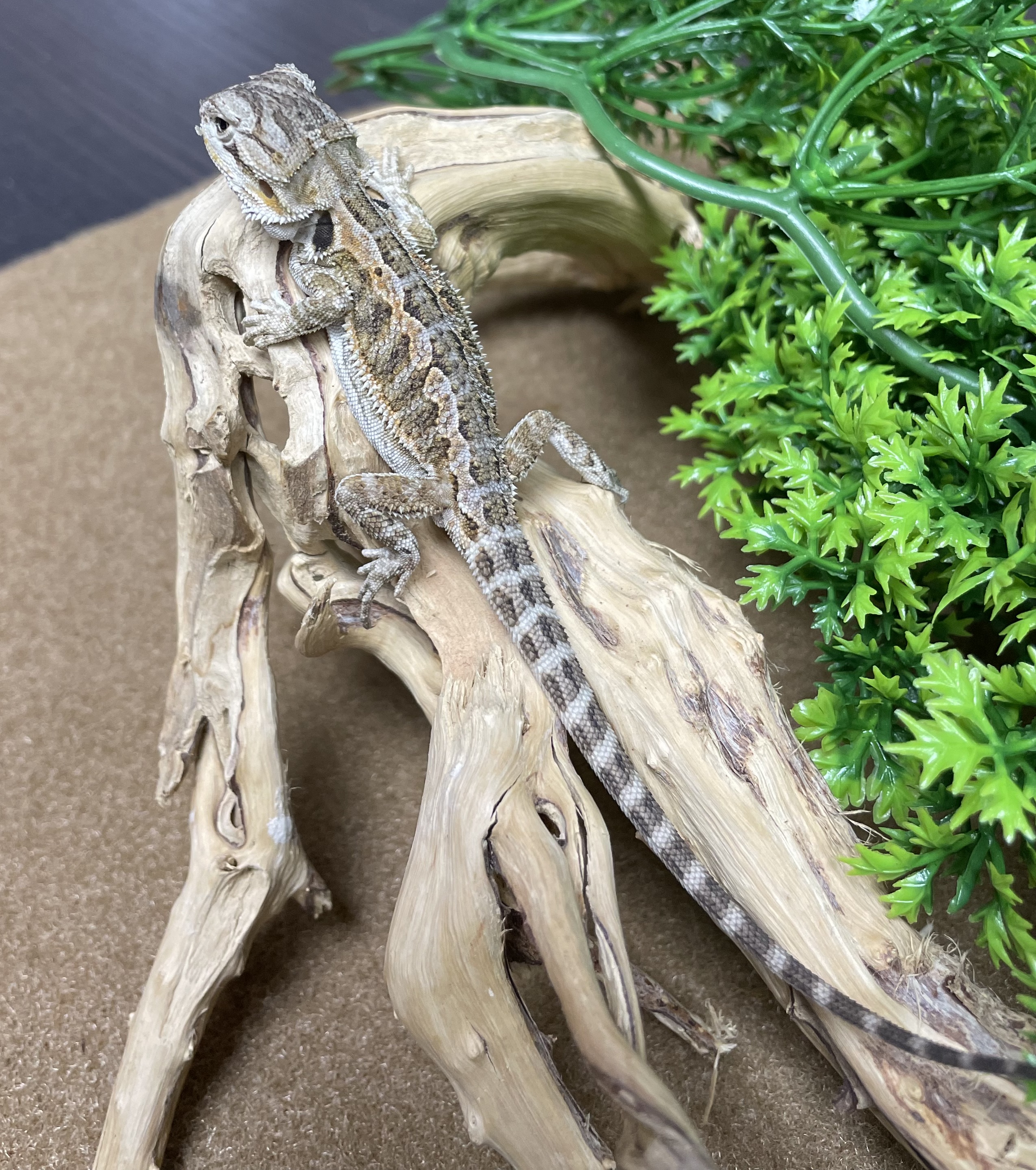 Bearded Dragon-29367 Image #2