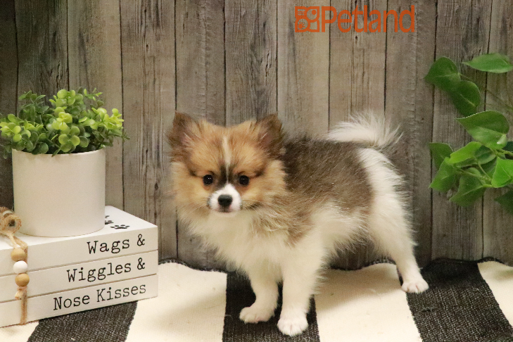Pomeranian (M) 29322 Image #1