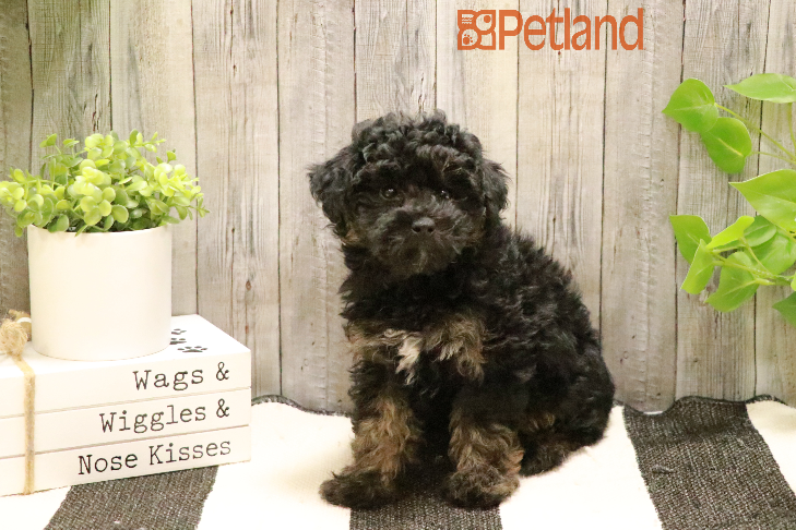 Poodle (F) 29326 Image #1
