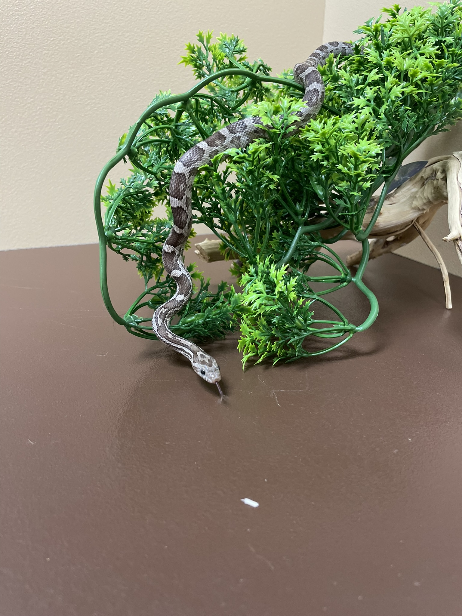 Black Corn Snake-29284 Image #1
