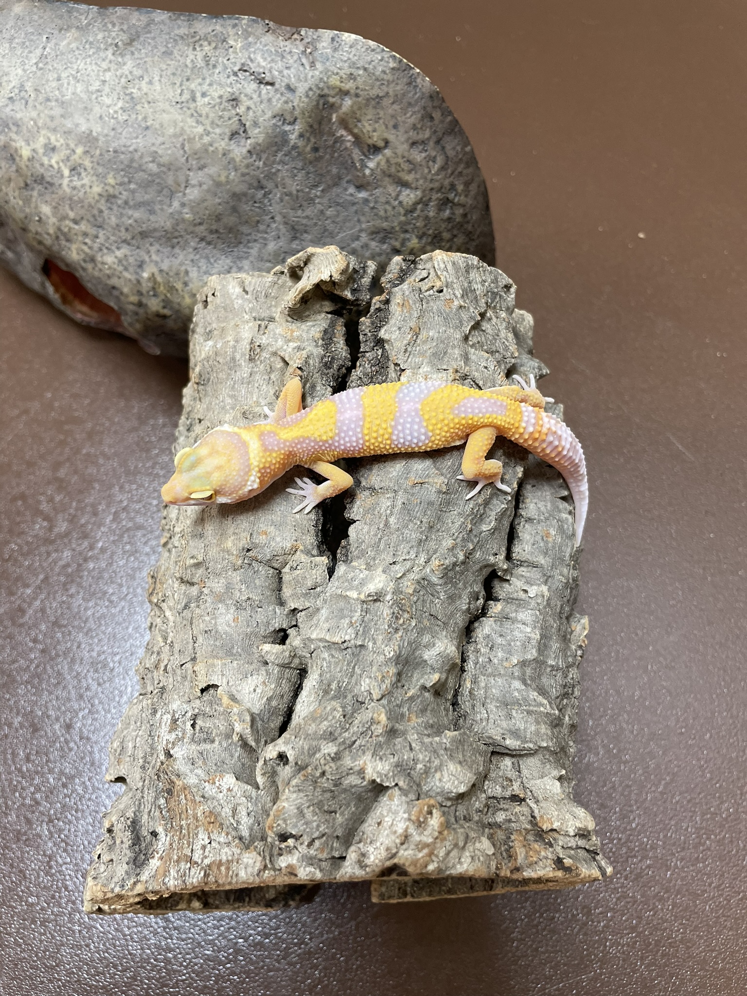 Leopard Gecko-29287 Image #2