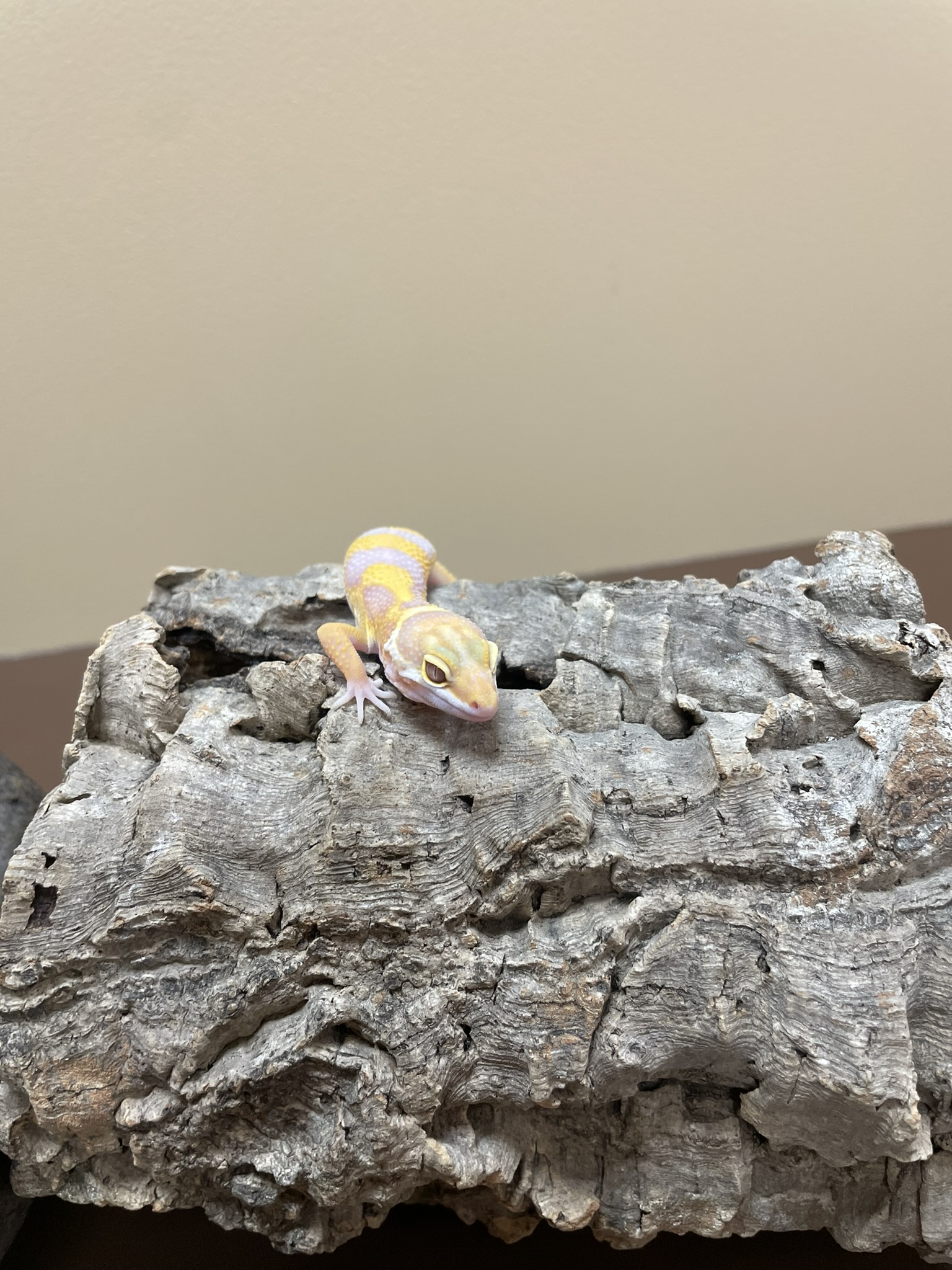 Leopard Gecko-29287 Image #1