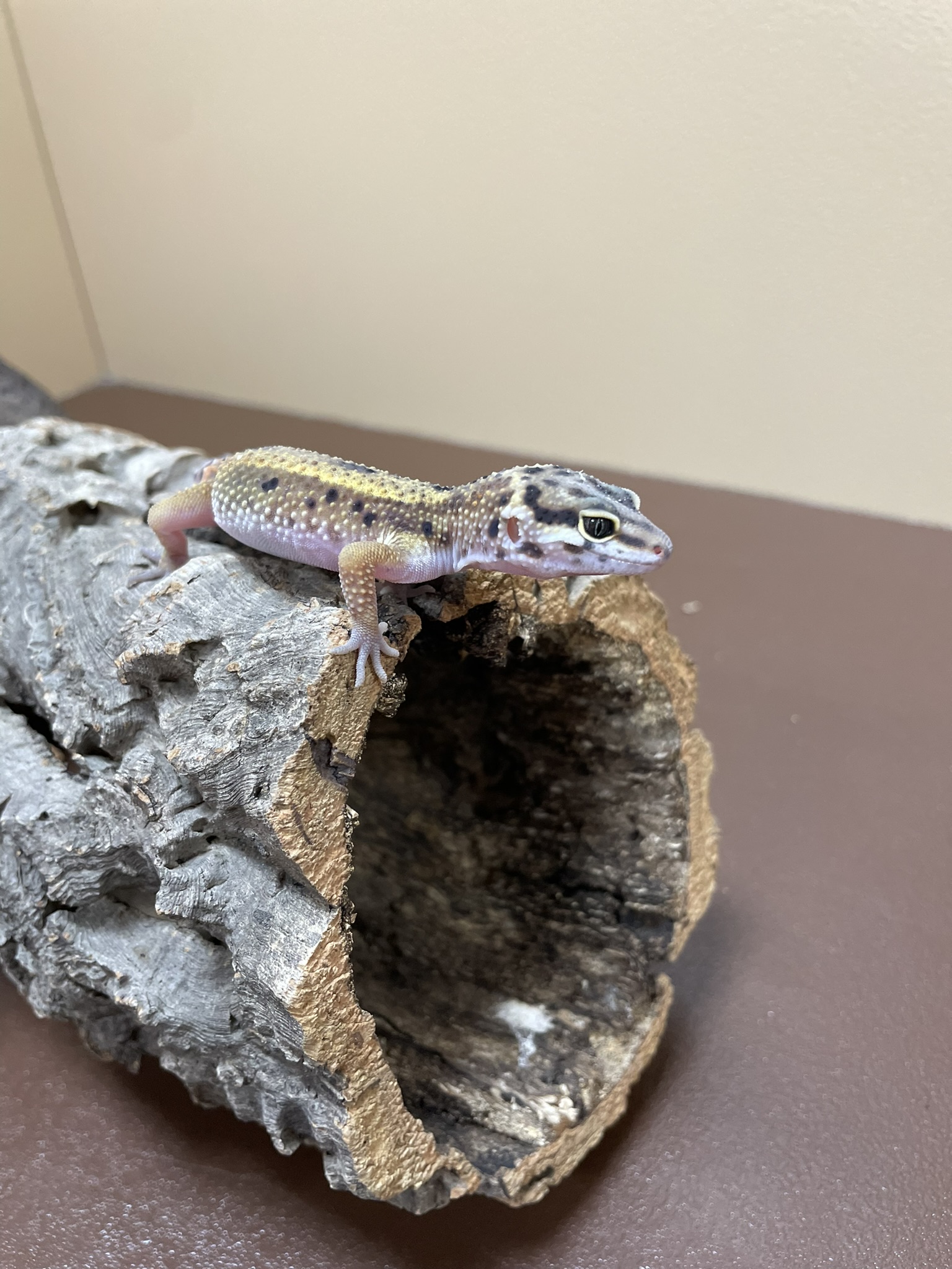 Leopard Gecko-29288 Image #1