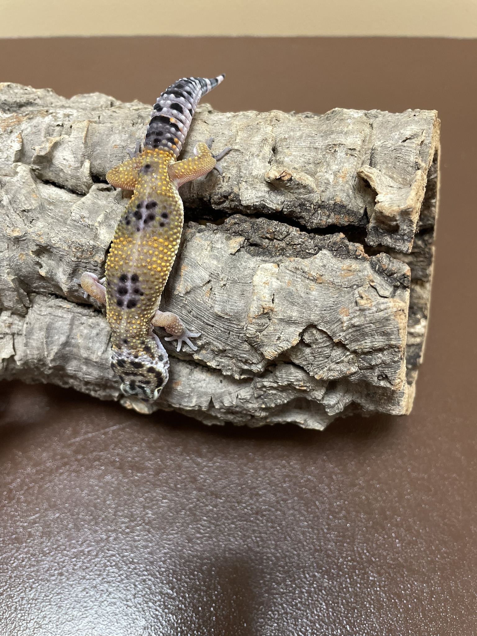 Leopard Gecko-29289 Image #2